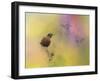 Berries in the Woods-Jai Johnson-Framed Giclee Print