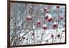 Berries in Winter-Sue Schlabach-Framed Art Print