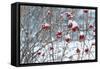 Berries in Winter-Sue Schlabach-Framed Stretched Canvas