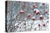 Berries in Winter-Sue Schlabach-Stretched Canvas