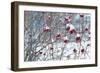 Berries in Winter-Sue Schlabach-Framed Art Print