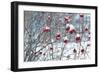 Berries in Winter-Sue Schlabach-Framed Art Print