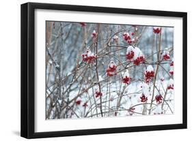 Berries in Winter-Sue Schlabach-Framed Art Print