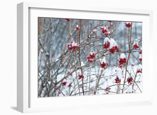 Berries in Winter-Sue Schlabach-Framed Art Print