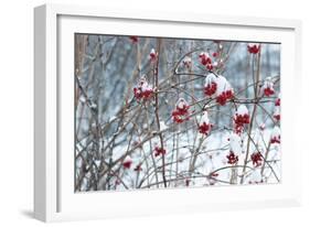 Berries in Winter-Sue Schlabach-Framed Art Print