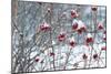 Berries in Winter-Sue Schlabach-Mounted Art Print