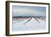 Berries under Snow I-Dana Styber-Framed Photographic Print