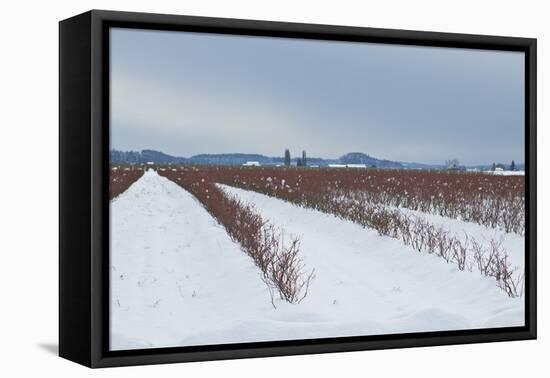 Berries under Snow II-Dana Styber-Framed Stretched Canvas