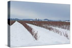 Berries under Snow II-Dana Styber-Stretched Canvas