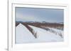 Berries under Snow II-Dana Styber-Framed Photographic Print