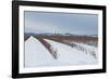 Berries under Snow II-Dana Styber-Framed Photographic Print