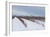 Berries under Snow II-Dana Styber-Framed Photographic Print