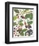 Berries-null-Framed Premium Giclee Print