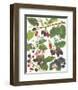 Berries-null-Framed Premium Giclee Print