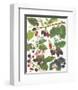 Berries-null-Framed Premium Giclee Print