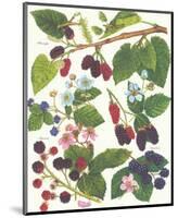 Berries-null-Mounted Premium Giclee Print