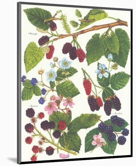 Berries-null-Mounted Premium Giclee Print