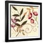 Berry Blossom I-Vision Studio-Framed Art Print