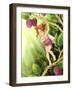 Berry Bramble-Dalliann-Framed Giclee Print