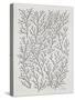 Berry Branches in Silver and Black-Cat Coquillette-Stretched Canvas