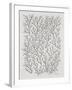 Berry Branches in Silver and Black-Cat Coquillette-Framed Art Print