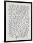 Berry Branches in Silver and Black-Cat Coquillette-Framed Art Print