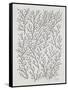 Berry Branches in Silver and Black-Cat Coquillette-Framed Stretched Canvas