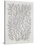 Berry Branches in Silver and Black-Cat Coquillette-Stretched Canvas