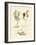 Berry Bushes-null-Framed Giclee Print