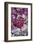 Berry Heart on Hydrangea Blossoms-Andrea Haase-Framed Photographic Print