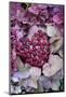 Berry Heart on Hydrangea Blossoms-Andrea Haase-Mounted Photographic Print