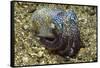 Berry's Bobtail Squid-Hal Beral-Framed Stretched Canvas