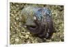 Berry's Bobtail Squid-Hal Beral-Framed Photographic Print