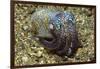 Berry's Bobtail Squid-Hal Beral-Framed Photographic Print