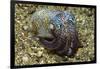 Berry's Bobtail Squid-Hal Beral-Framed Photographic Print