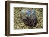 Berry's Bobtail Squid-Hal Beral-Framed Photographic Print