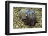 Berry's Bobtail Squid-Hal Beral-Framed Photographic Print