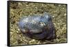 Berry's Bobtain Squid-Hal Beral-Framed Stretched Canvas