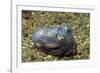 Berry's Bobtain Squid-Hal Beral-Framed Photographic Print