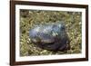 Berry's Bobtain Squid-Hal Beral-Framed Photographic Print