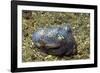 Berry's Bobtain Squid-Hal Beral-Framed Photographic Print