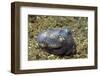 Berry's Bobtain Squid-Hal Beral-Framed Photographic Print