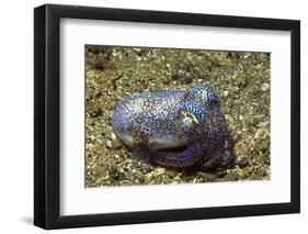 Berry's Bobtain Squid-Hal Beral-Framed Photographic Print