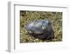 Berry's Bobtain Squid-Hal Beral-Framed Photographic Print