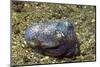 Berry's Bobtain Squid-Hal Beral-Mounted Photographic Print
