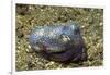 Berry's Bobtain Squid-Hal Beral-Framed Photographic Print