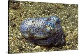 Berry's Bobtain Squid-Hal Beral-Stretched Canvas