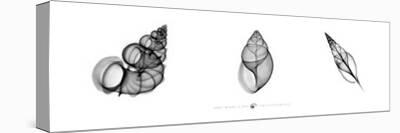 X-Ray Frangipani Triptych-Bert Myers-Giclee Print