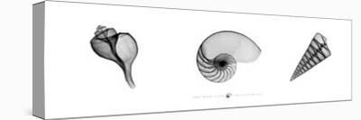 X-Ray Landsnail Triptych-Bert Meyers-Stretched Canvas