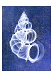 X-Ray Nautilus Triptych-Bert Myers-Art Print